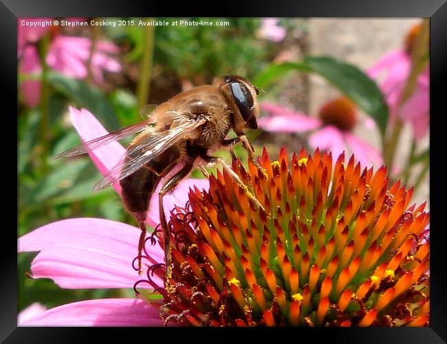  Honey Bee on Echinacea Flower Framed Print by Stephen Cocking