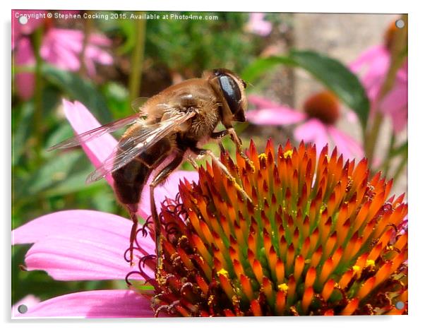  Honey Bee on Echinacea Flower Acrylic by Stephen Cocking