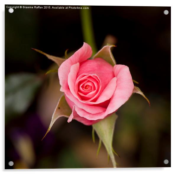  Pink Rose Acrylic by Graeme Raffan