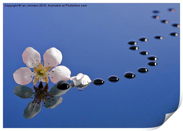  Spring Drops Print by Ian Johnson