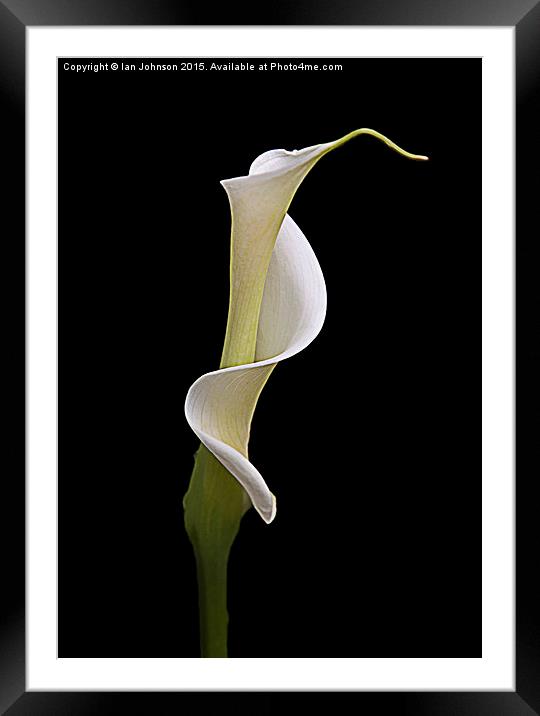 Opening for Spring Framed Mounted Print by Ian Johnson