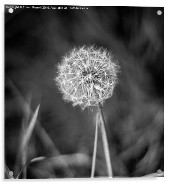  Dandelion Clock Acrylic by Simon Russell