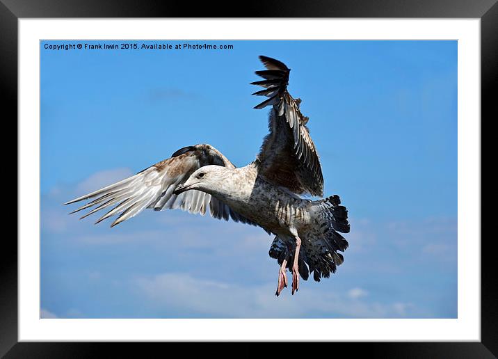 Seagull coming in to land Framed Mounted Print by Frank Irwin