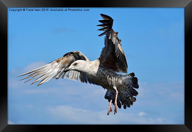  Seagull coming in to land Framed Print by Frank Irwin
