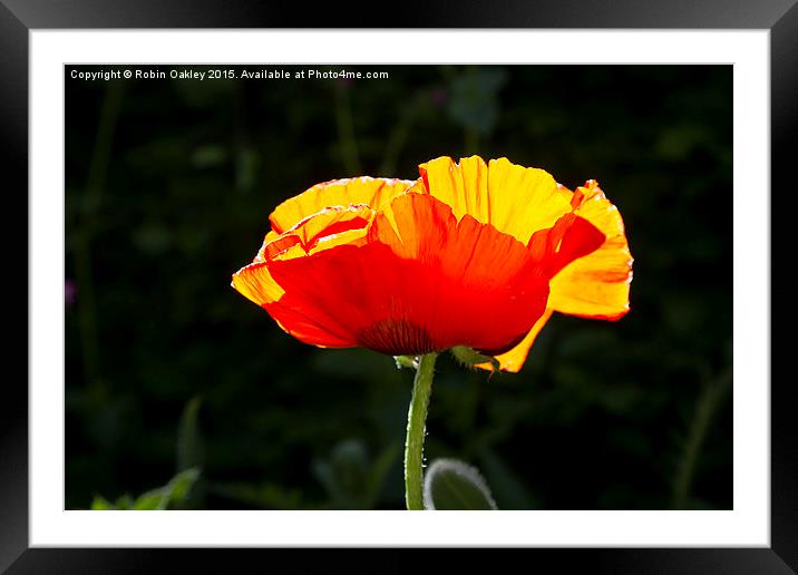  Poppy afternoon Dorset  Framed Mounted Print by robin oakley