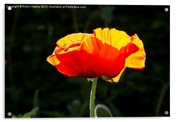  Poppy afternoon Dorset  Acrylic by robin oakley
