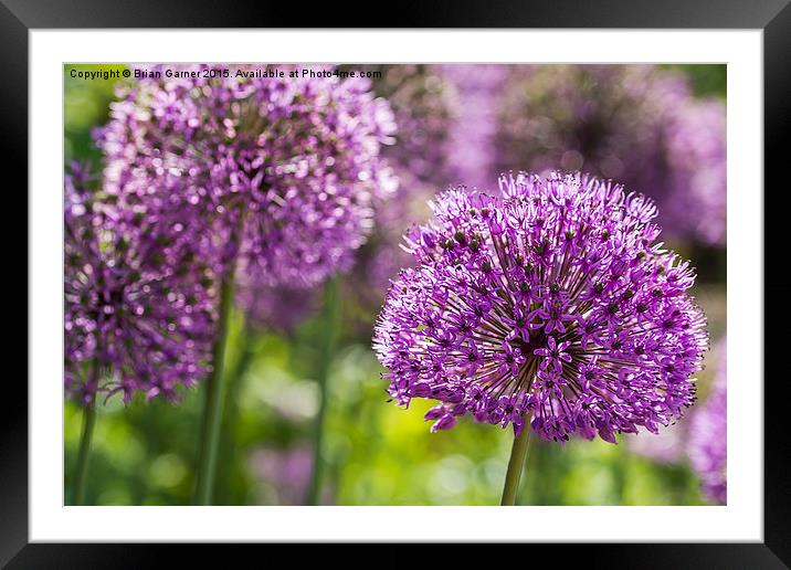  Alliums Framed Mounted Print by Brian Garner