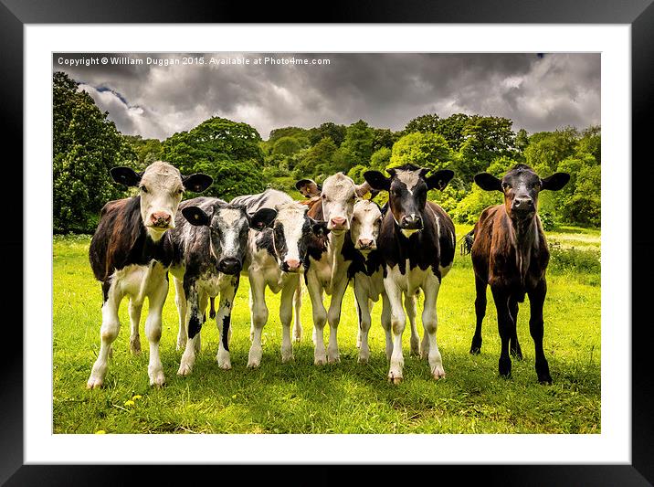 The  Darbyshire Calves  Framed Mounted Print by William Duggan