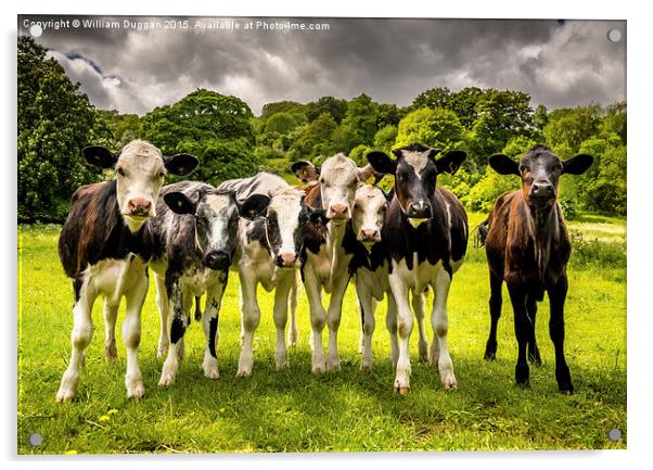 The  Darbyshire Calves  Acrylic by William Duggan