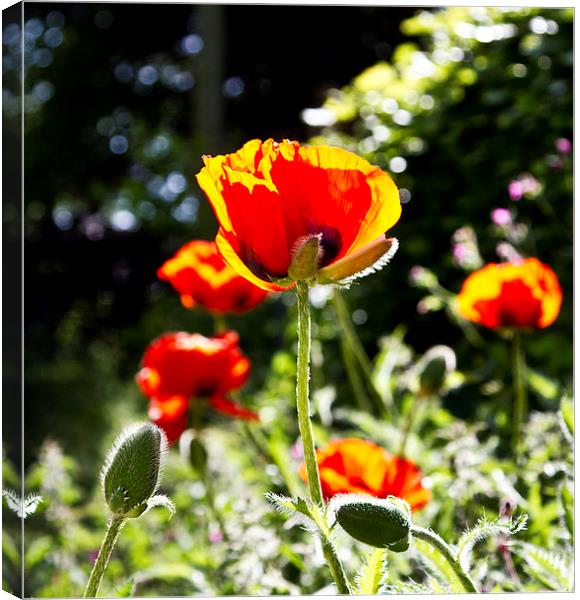  Poppies in the sun Canvas Print by robin oakley