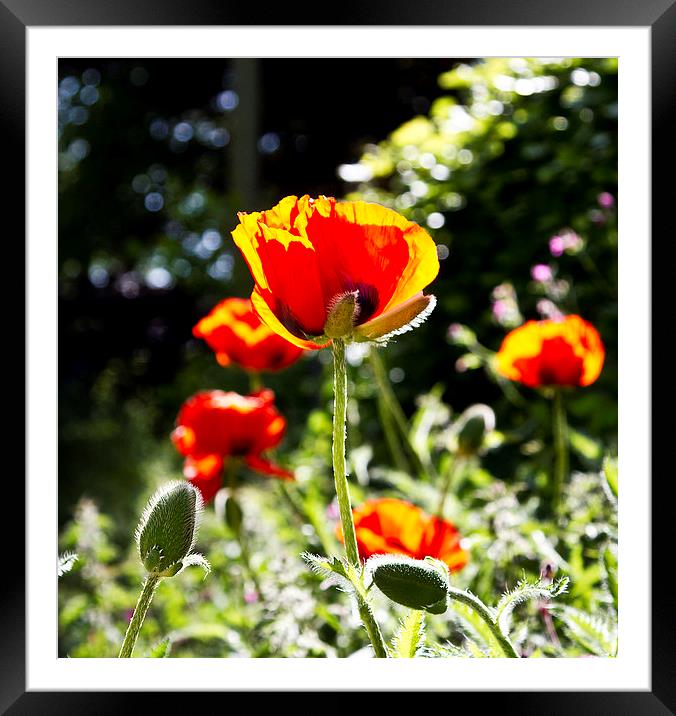  Poppies in the sun Framed Mounted Print by robin oakley