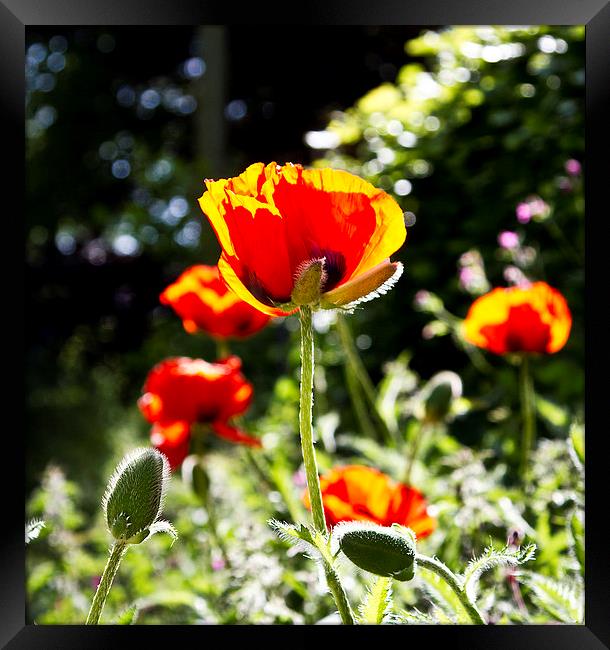  Poppies in the sun Framed Print by robin oakley