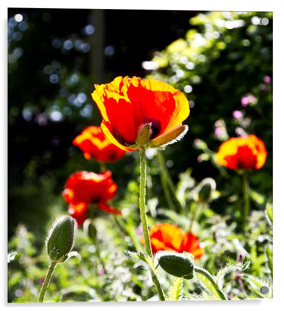  Poppies in the sun Acrylic by robin oakley