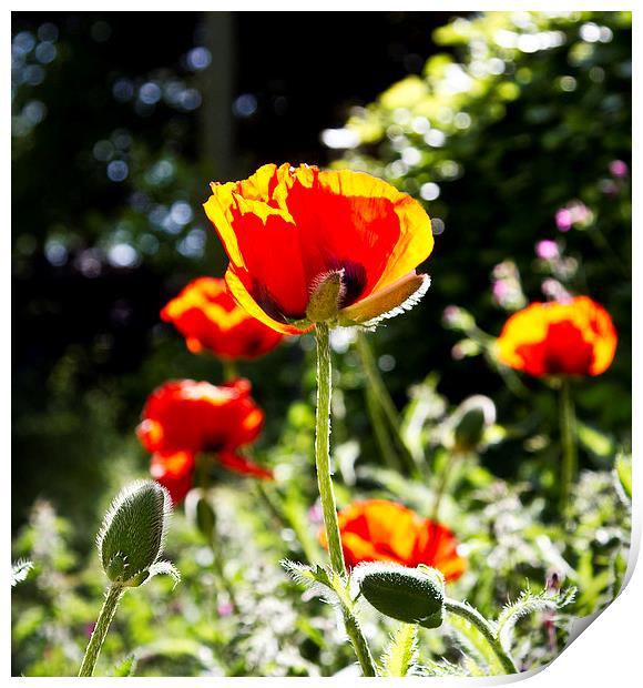  Poppies in the sun Print by robin oakley