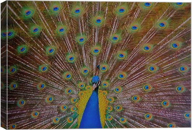  The Beautiful Peacock Bird Canvas Print by Sue Bottomley