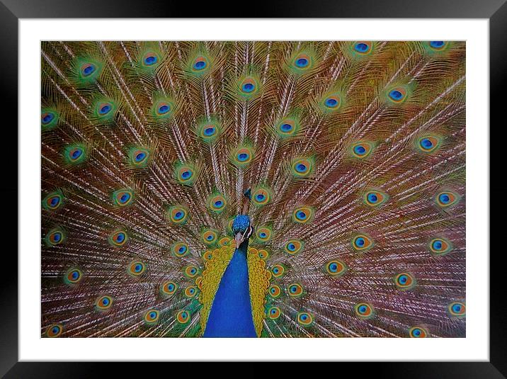  The Beautiful Peacock Bird Framed Mounted Print by Sue Bottomley