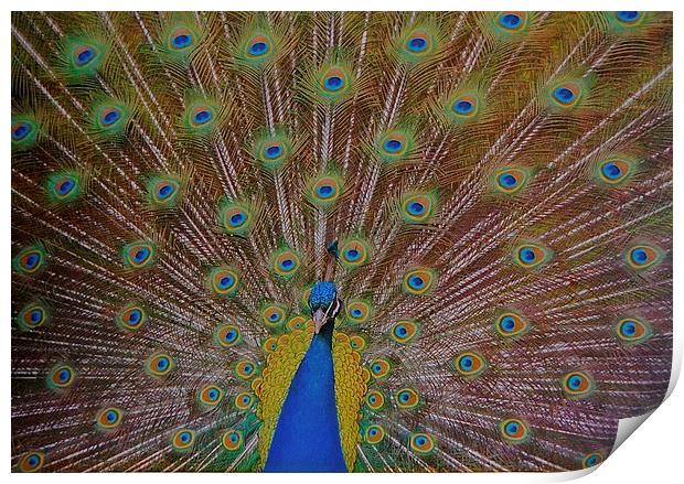  The Beautiful Peacock Bird Print by Sue Bottomley