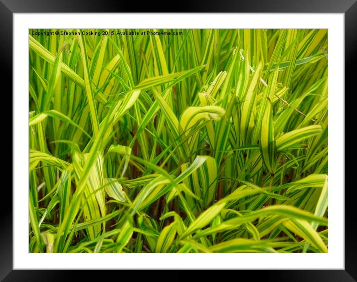  Ornamental Grass Framed Mounted Print by Stephen Cocking