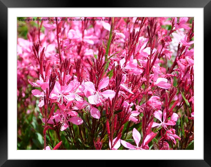  Gaura Flowers Framed Mounted Print by Stephen Cocking