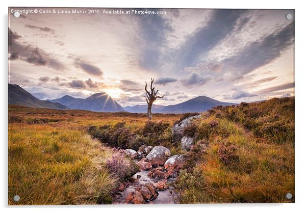 Lone Tree, Rannoch Moor, Scotland Acrylic by Colin & Linda McKie