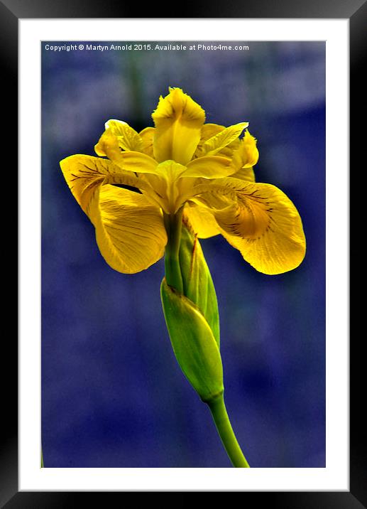  Yellow Iris Flower Framed Mounted Print by Martyn Arnold