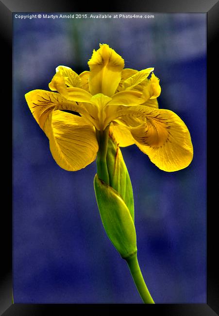  Yellow Iris Flower Framed Print by Martyn Arnold