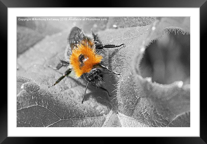  BEE  Framed Mounted Print by Anthony Kellaway