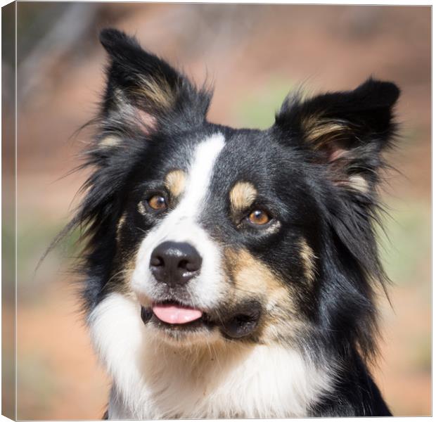  Border Collie Portrait Canvas Print by Brent Olson