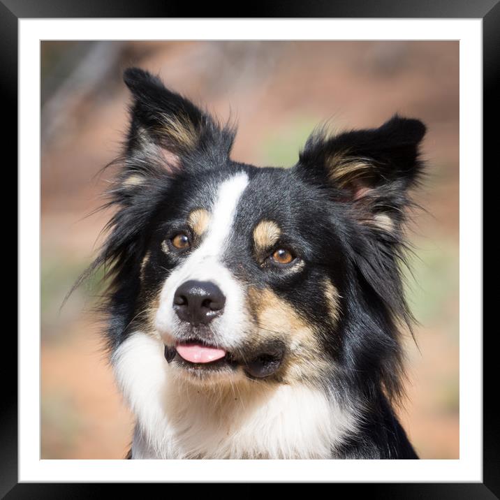  Border Collie Portrait Framed Mounted Print by Brent Olson