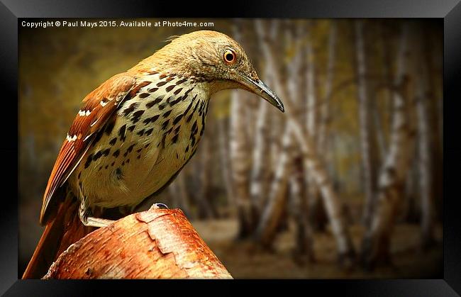 Brown Thrasher Framed Print by Paul Mays