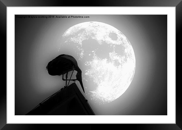  By the light of the moon Framed Mounted Print by sylvia scotting
