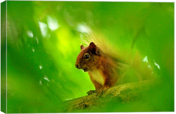  Red Squirrel  Canvas Print by Macrae Images