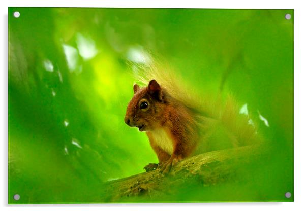  Red Squirrel  Acrylic by Macrae Images