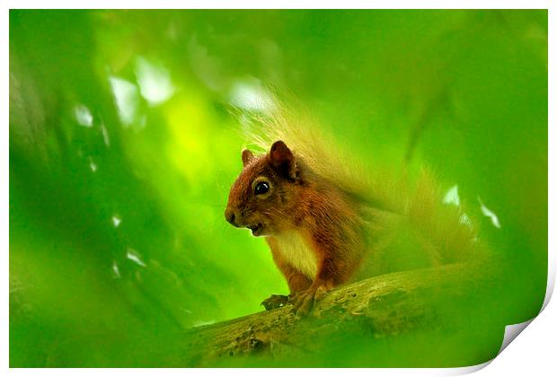  Red Squirrel  Print by Macrae Images