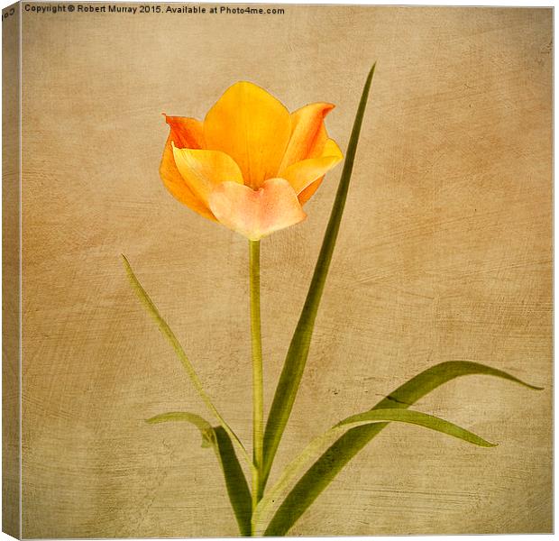  Orange Tulip Canvas Print by Robert Murray