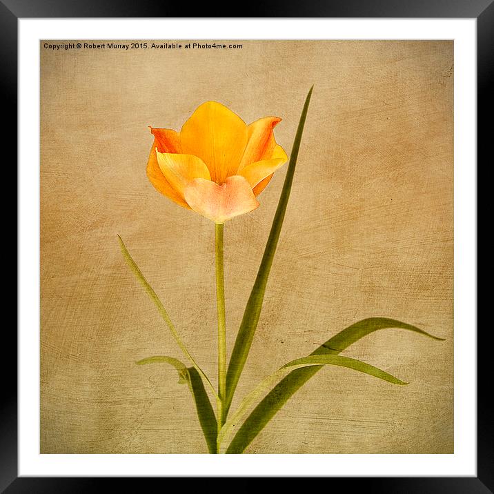  Orange Tulip Framed Mounted Print by Robert Murray