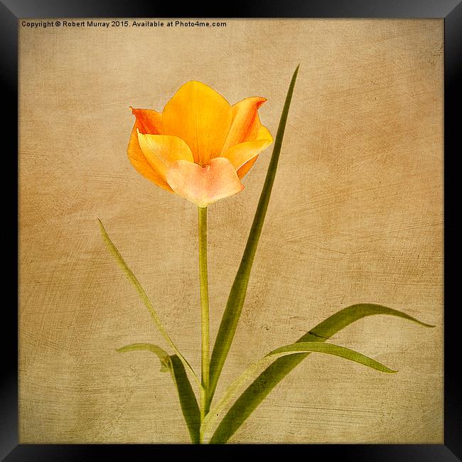  Orange Tulip Framed Print by Robert Murray