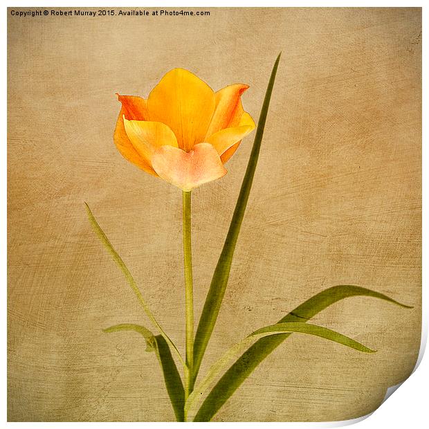  Orange Tulip Print by Robert Murray