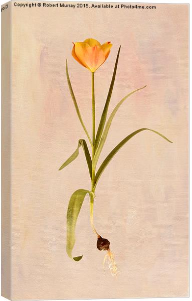  Botanical Tulip 2 Canvas Print by Robert Murray
