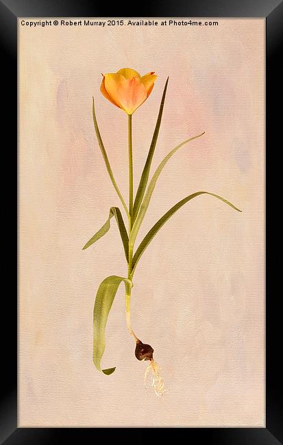  Botanical Tulip 2 Framed Print by Robert Murray