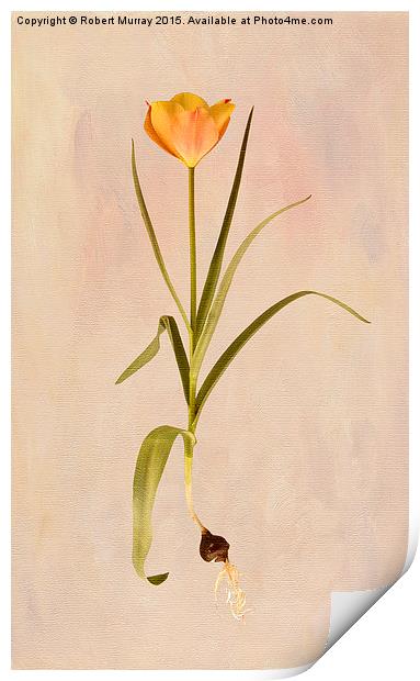  Botanical Tulip 2 Print by Robert Murray