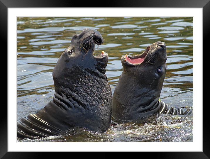 Confrontation / Conflict. Elephant Seals Reserve, Framed Mounted Print by Eyal Nahmias