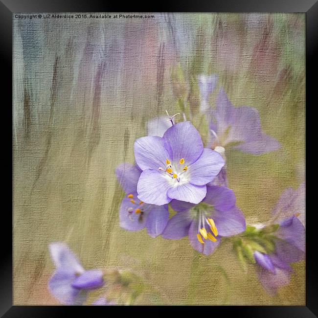  Pretty Purple Framed Print by LIZ Alderdice