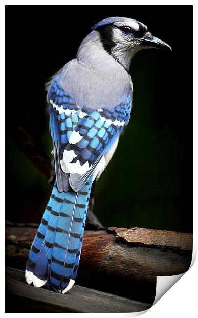 Blue Jay  Print by Paul Mays