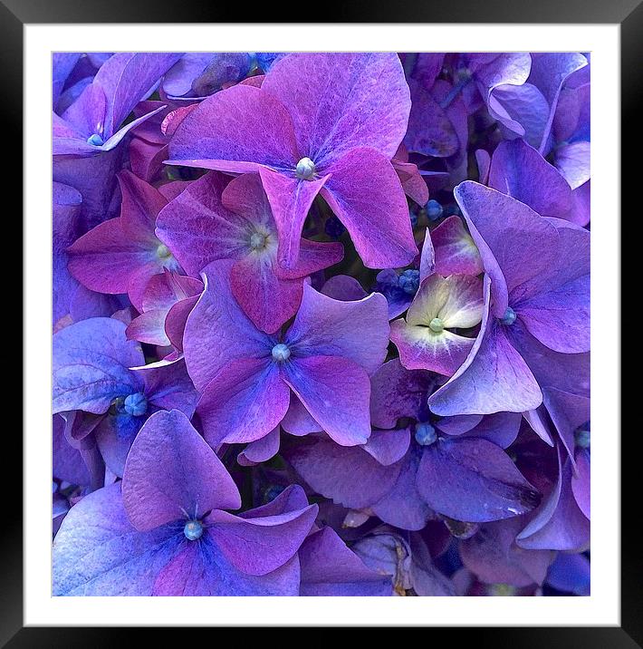  Hydrangea purple flower close up Framed Mounted Print by Sue Bottomley
