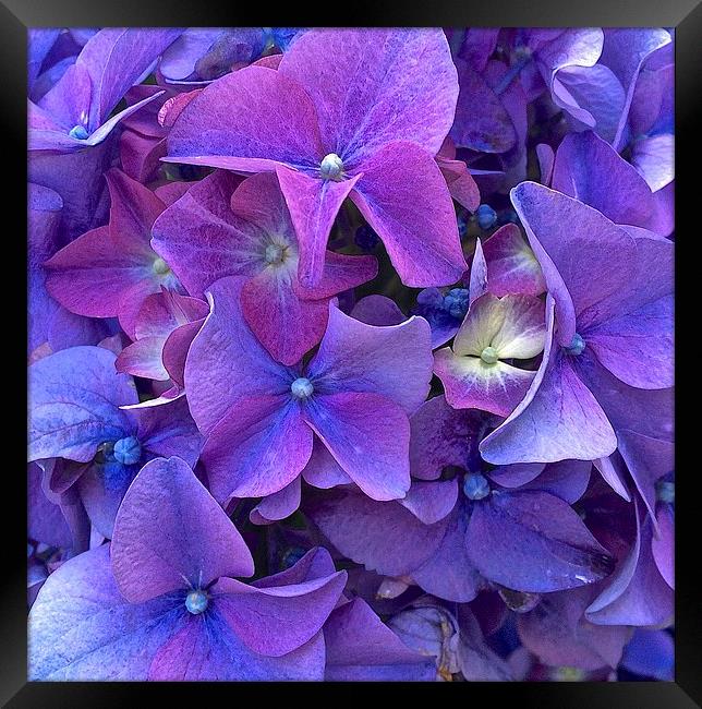  Hydrangea purple flower close up Framed Print by Sue Bottomley