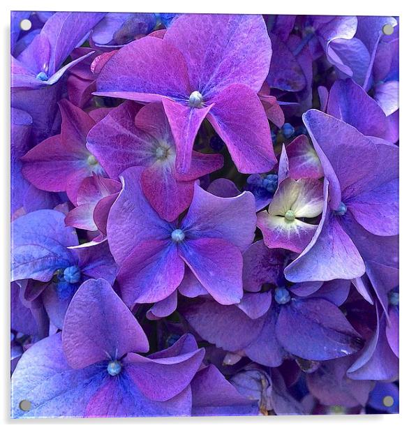  Hydrangea purple flower close up Acrylic by Sue Bottomley