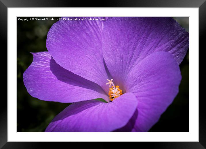 Beautiful Deep Purple flower Framed Mounted Print by Stewart Nicolaou