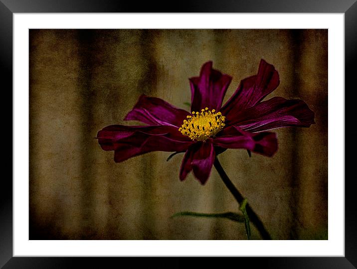  Cosmos Framed Mounted Print by John Baker