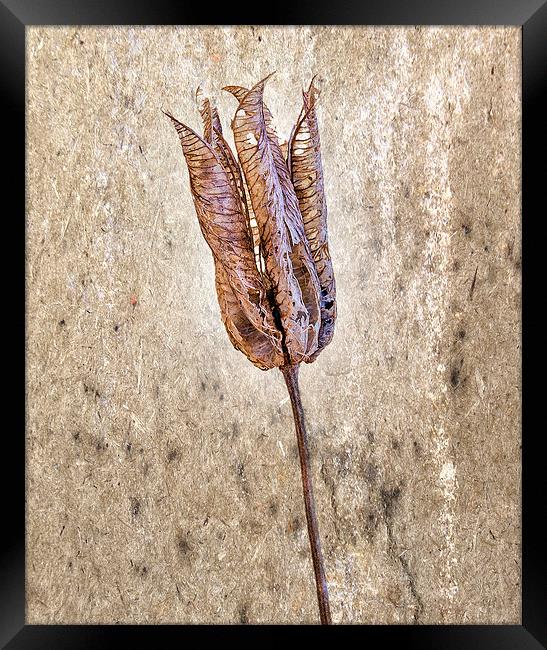  Seedpod  Framed Print by John Baker